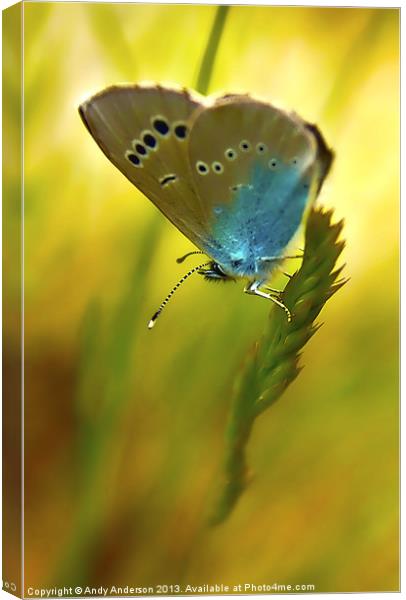 Appuane Mountain Butterfly Canvas Print by Andy Anderson