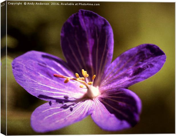 Purple Garden Flower Canvas Print by Andy Anderson