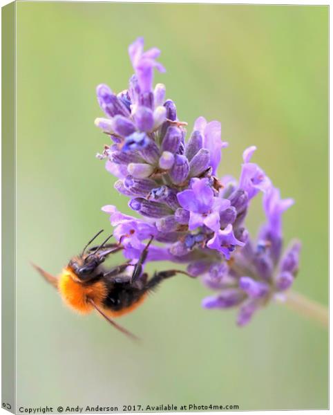 Tawny Mining Bee on Lavender Canvas Print by Andy Anderson