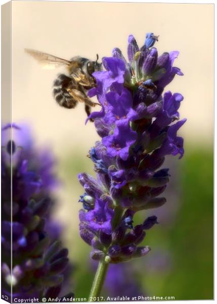 Busy Bee working on a Lavender Plant in Montaione, Canvas Print by Andy Anderson
