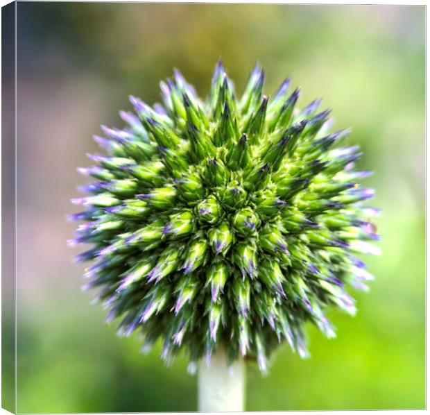 Captivating Flower - Globe Thistle at Aberdour, Fi Canvas Print by Andy Anderson
