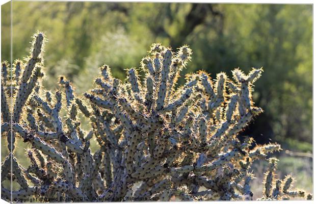 Fire Cactus. Canvas Print by David Blaber