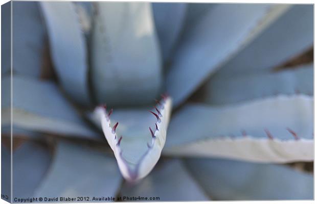 A Plant with teeth. Canvas Print by David Blaber