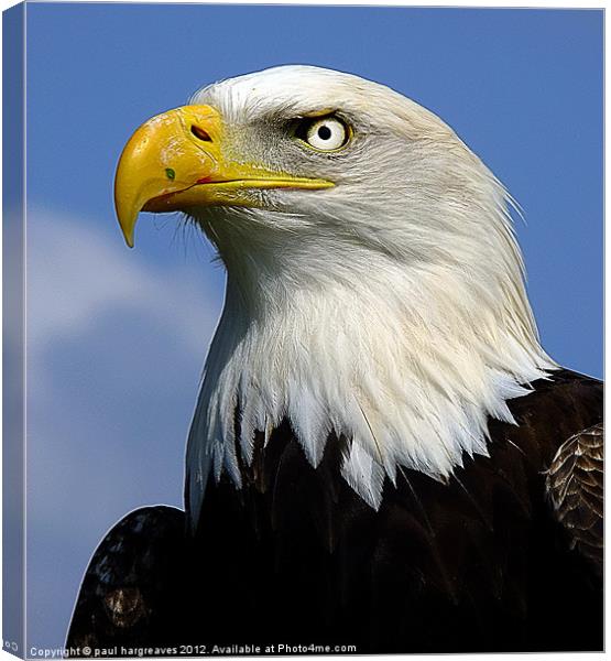bald eagle Canvas Print by paul hargreaves