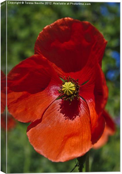 Single Red Poppy Canvas Print by Teresa Neville