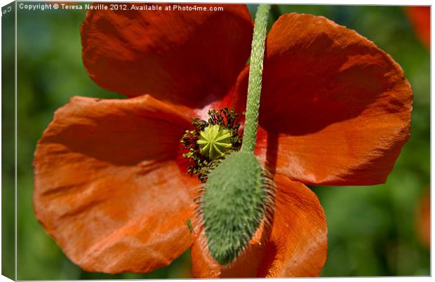 Poppy and Bud Canvas Print by Teresa Neville