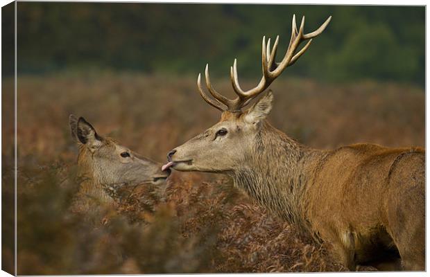 Stolen Kiss Canvas Print by Val Saxby LRPS