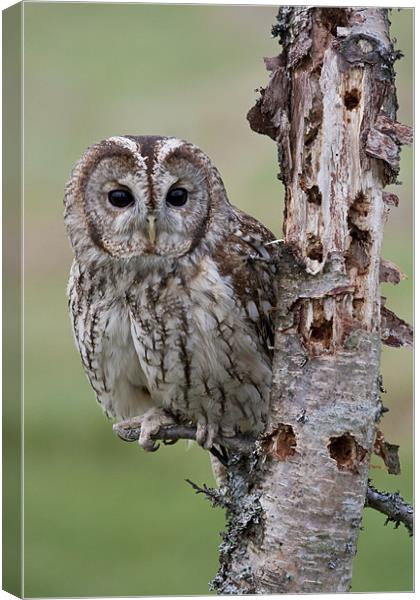 Tawny Beauty Canvas Print by Val Saxby LRPS