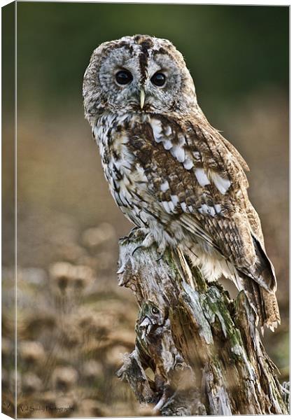Tawny Stare Canvas Print by Val Saxby LRPS
