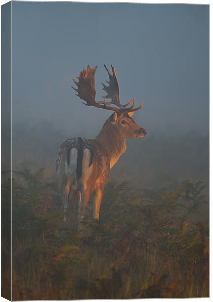 Fallow Buck Canvas Print by Val Saxby LRPS