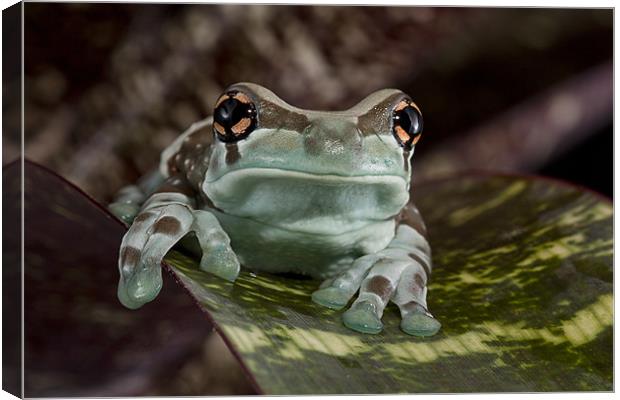 Amazon Milk Frog Canvas Print by Val Saxby LRPS