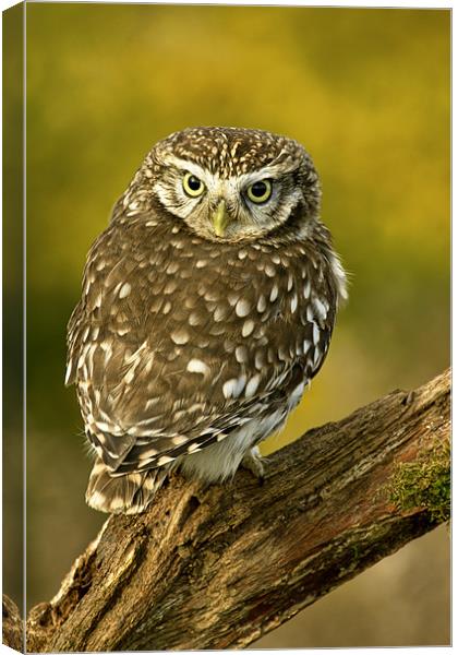 Little owl Canvas Print by Val Saxby LRPS