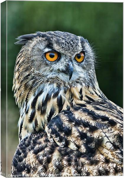 European Eagle Owl Canvas Print by Val Saxby LRPS