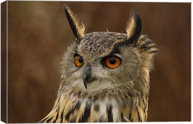 Eagle Owl Portrait Canvas Print by Val Saxby LRPS