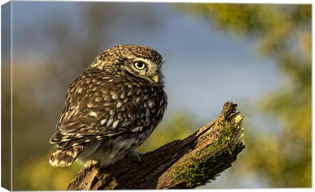 Little Owl Canvas Print by Val Saxby LRPS