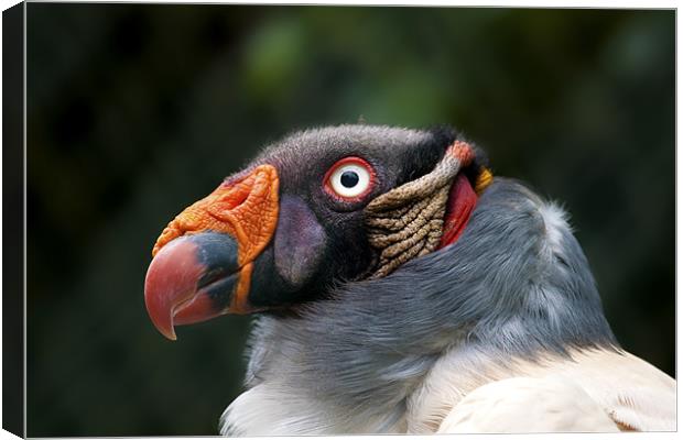 King Vulture Canvas Print by Val Saxby LRPS