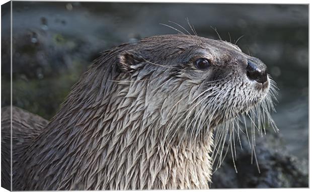Soggy Otter Canvas Print by Val Saxby LRPS
