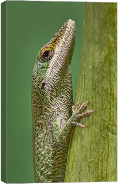 Green Anole Canvas Print by Val Saxby LRPS