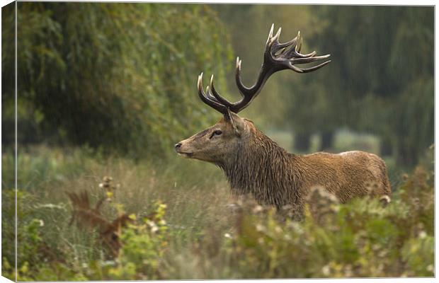 The king Canvas Print by Val Saxby LRPS