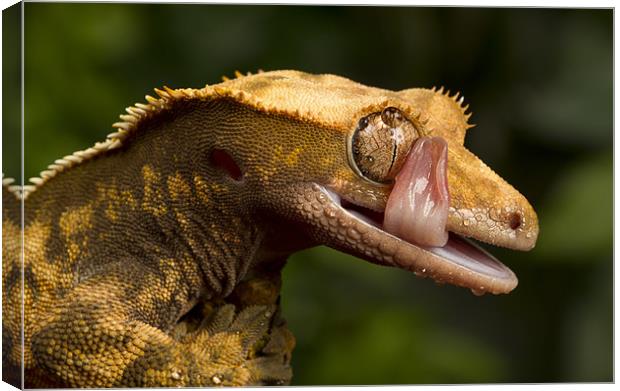 Crested Gecko Canvas Print by Val Saxby LRPS