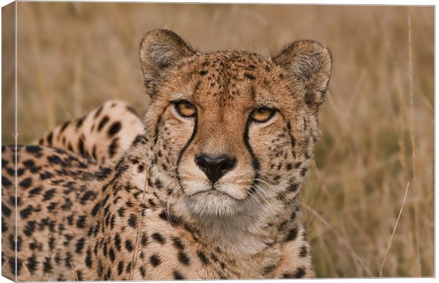 Cheetah Canvas Print by Val Saxby LRPS