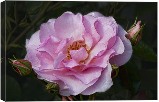 Pink Rose Canvas Print by Val Saxby LRPS