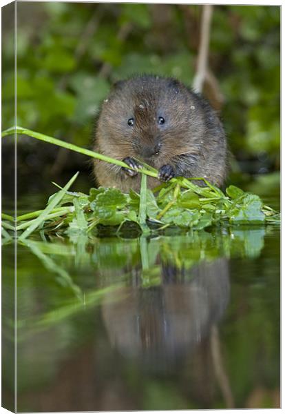 Water Vole Canvas Print by Val Saxby LRPS