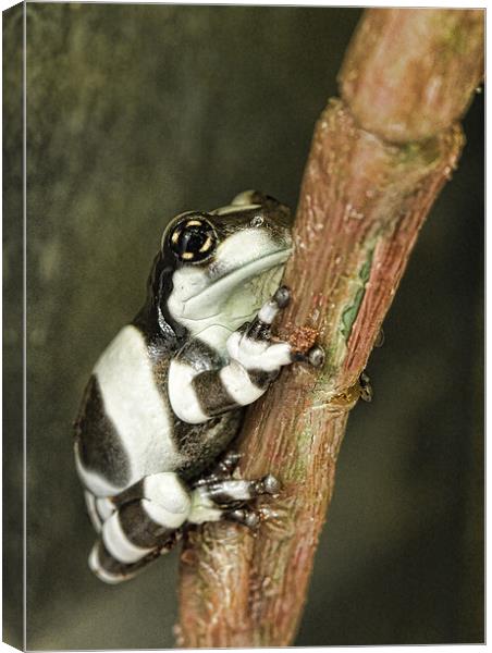 Amazon Milk Frog Canvas Print by Val Saxby LRPS