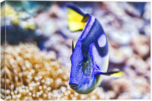Blue Tang Canvas Print by Val Saxby LRPS