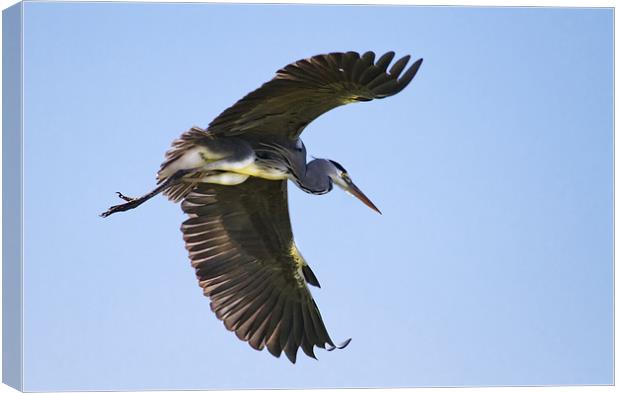 Heron Flight Canvas Print by Val Saxby LRPS