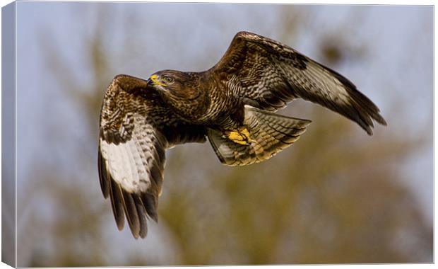 Flight of the Buzzard Canvas Print by Val Saxby LRPS