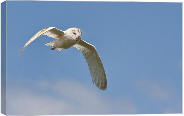 Barn Owl Flight Canvas Print by Val Saxby LRPS