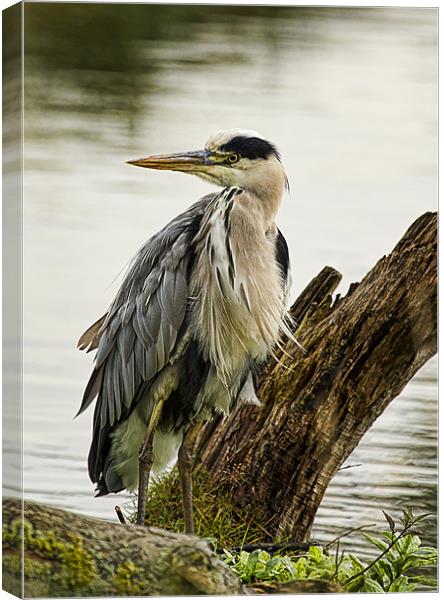 Heron Canvas Print by Val Saxby LRPS