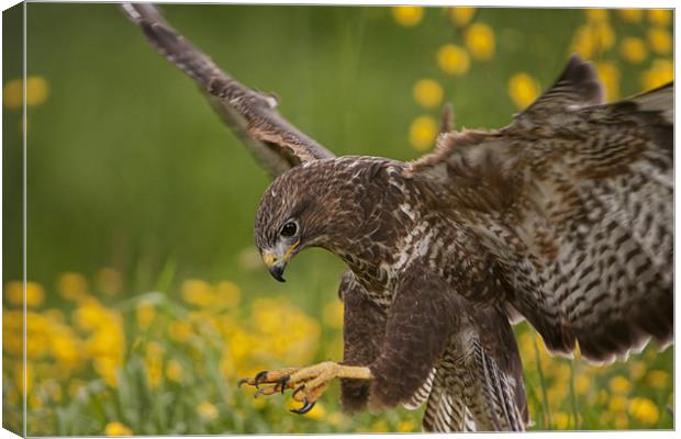 Buzzard landing in flower Meadow Canvas Print by Val Saxby LRPS