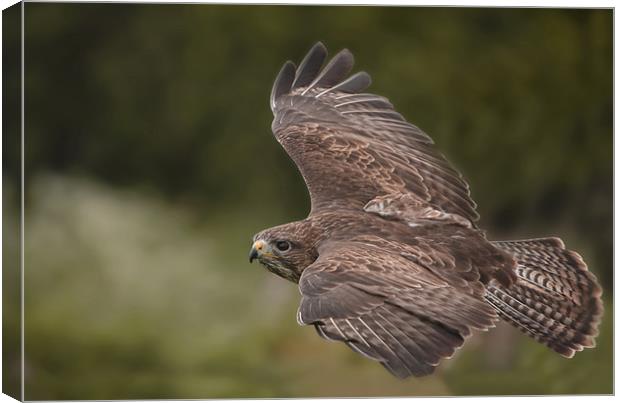 Buzzard Canvas Print by Val Saxby LRPS