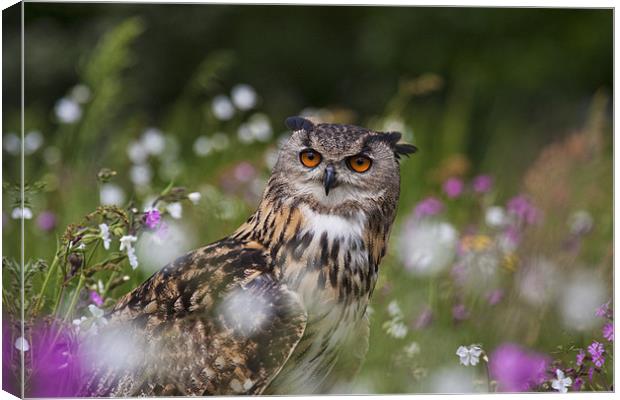 Owl in the Meadow Canvas Print by Val Saxby LRPS