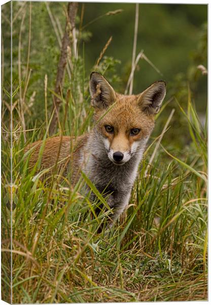 Young Fox Canvas Print by Val Saxby LRPS