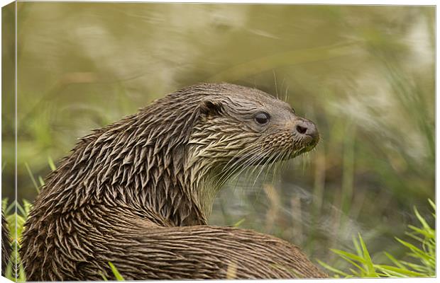 Soggy Otter Canvas Print by Val Saxby LRPS