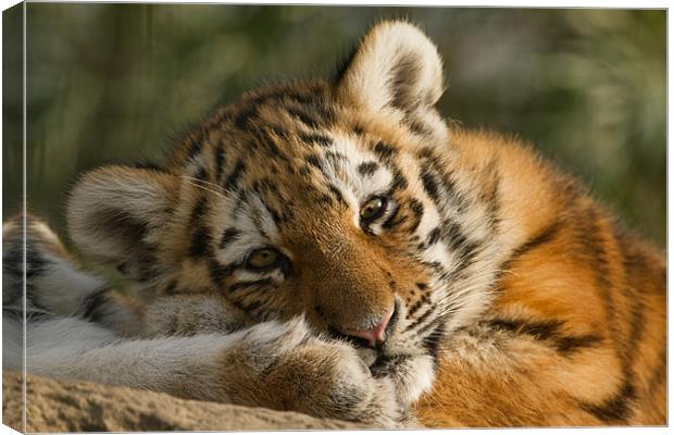 Amur Tiger Cub Canvas Print by Val Saxby LRPS