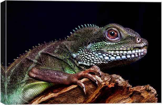 Chinese Water Dragon Canvas Print by Val Saxby LRPS
