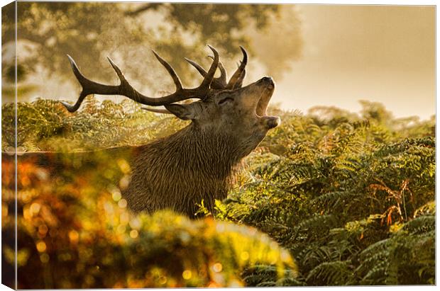 Calling Stag Canvas Print by Val Saxby LRPS