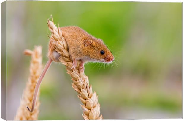 Harvest Mouse Canvas Print by Val Saxby LRPS