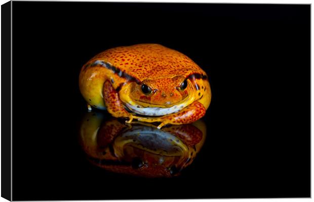 Tomato frog Canvas Print by Val Saxby LRPS