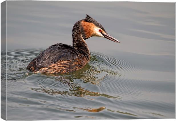 Great Crested Grebe Canvas Print by Val Saxby LRPS