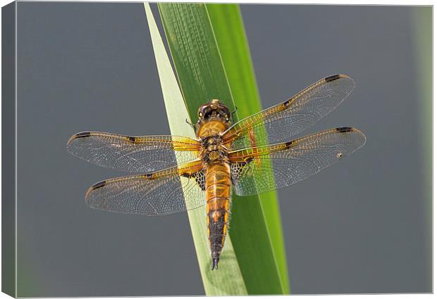 Four-spotted chaser Canvas Print by Val Saxby LRPS