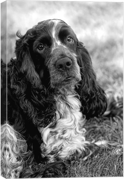 Cocker Spaniel Canvas Print by Val Saxby LRPS