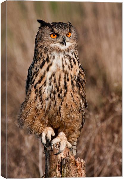 Eagle Owl Canvas Print by Val Saxby LRPS