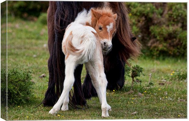 New Forest Foal Canvas Print by Val Saxby LRPS