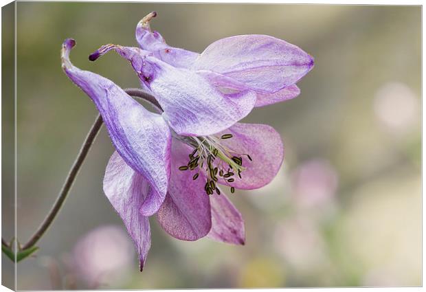 Aquilegia Canvas Print by Val Saxby LRPS