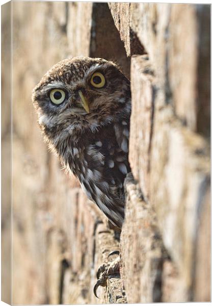  What you looking at! Canvas Print by Val Saxby LRPS